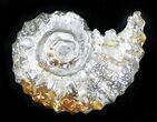 Polished, Agatized Douvilleiceras Ammonite - #29317-1
